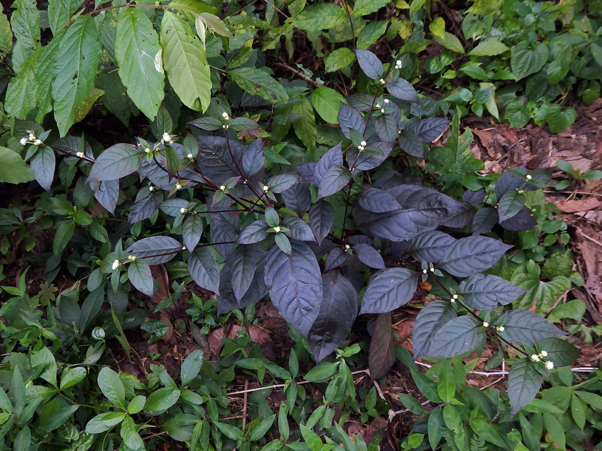 Alternanthera brasiliana (L.) Kuntze