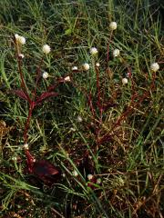 Alternanthera brasiliana (L.) Kuntze