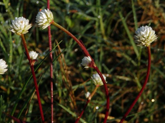 Alternanthera brasiliana (L.) Kuntze