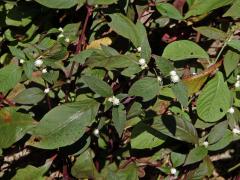 Alternanthera brasiliana (L.) Kuntze