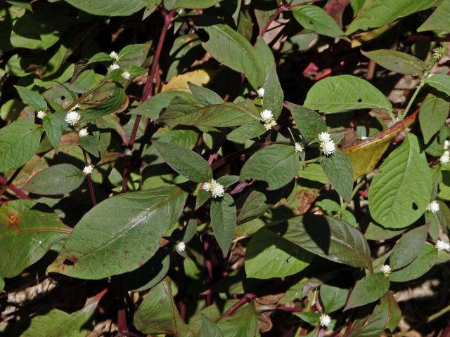 Alternanthera brasiliana (L.) Kuntze