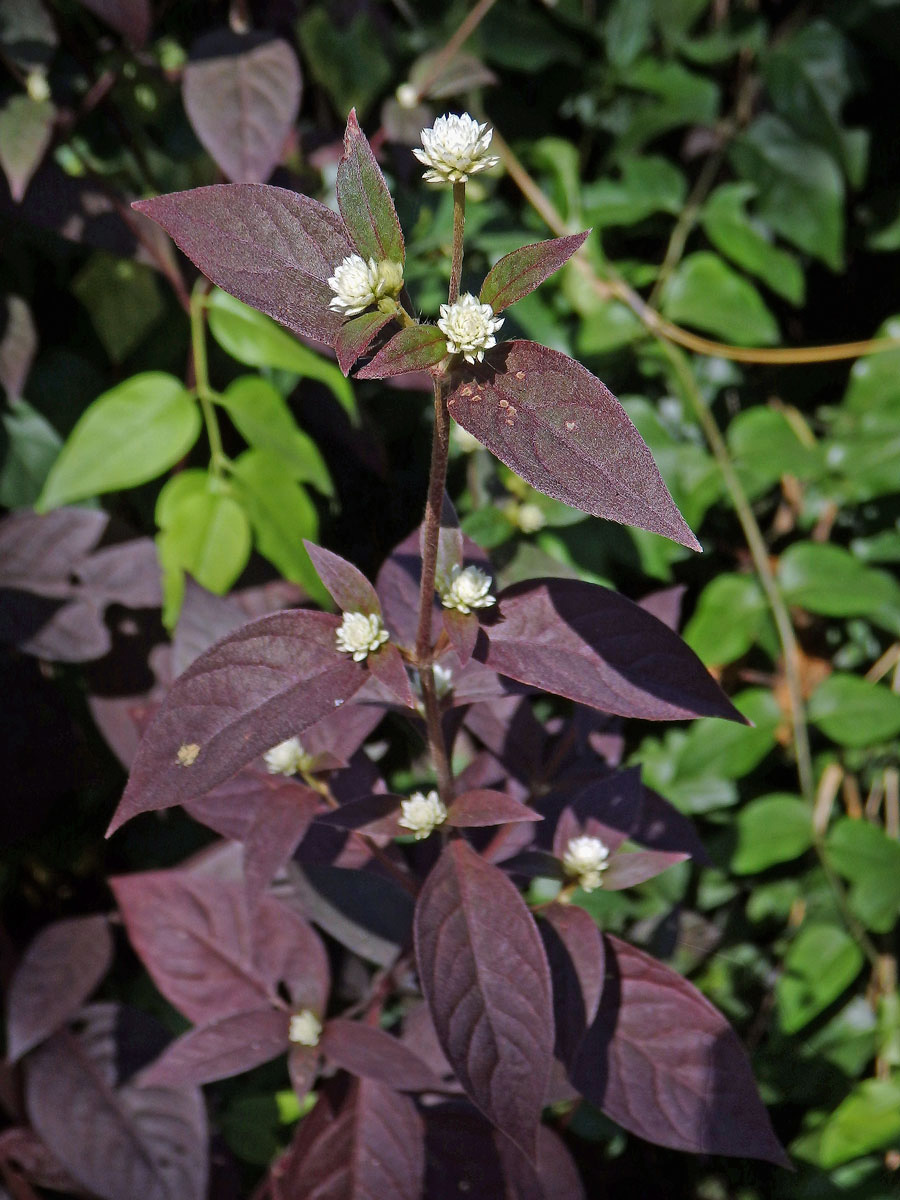 Alternanthera brasiliana (L.) Kuntze