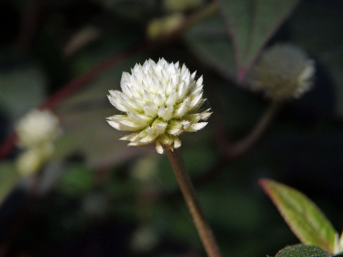 Alternanthera brasiliana (L.) Kuntze