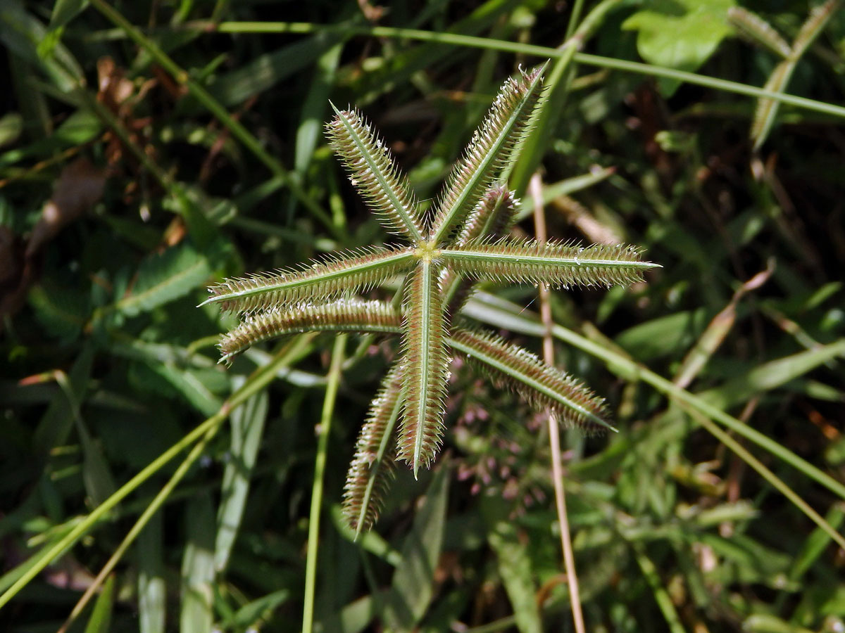 Hřebenatka egyptská (Dactyloctenium aegyptium (L.) Willd.)