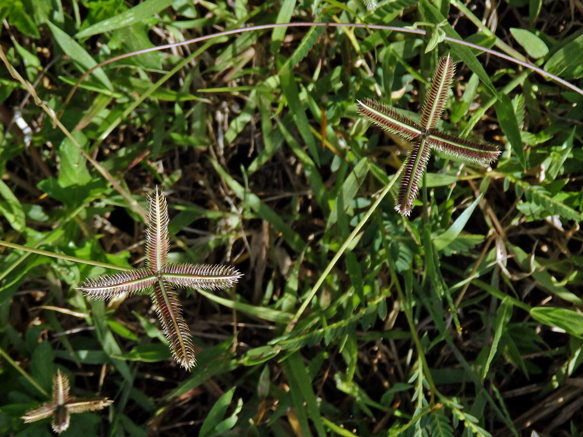 Hřebenatka egyptská (Dactyloctenium aegyptium (L.) Willd.)