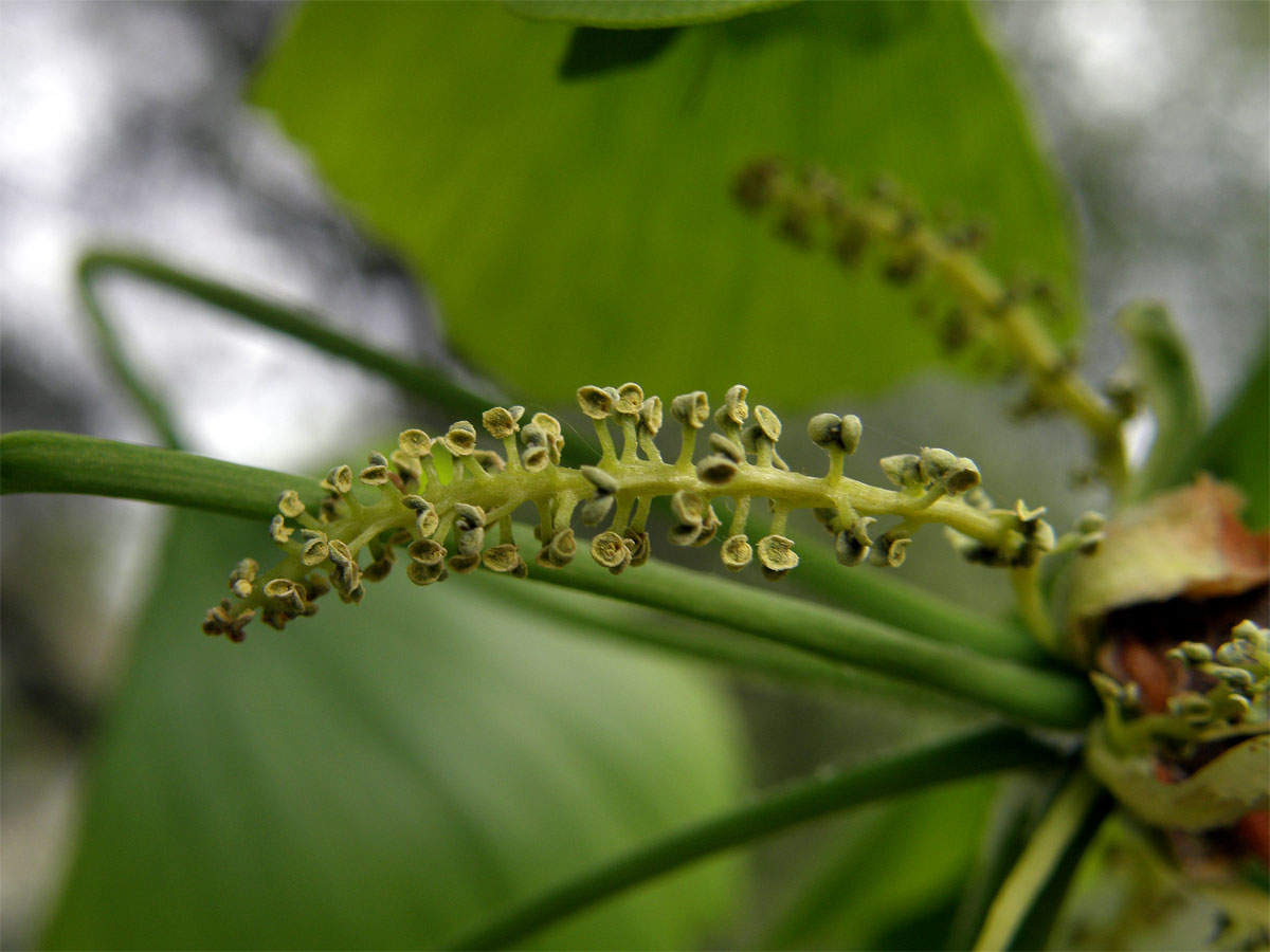 Jinan dvoulaločný (Ginkgo biloba L.)