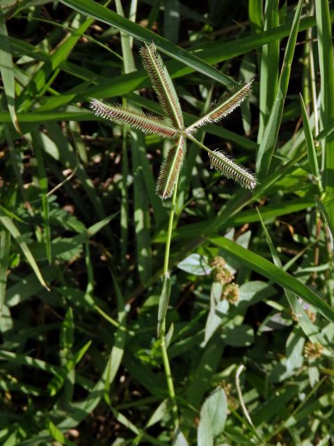 Hřebenatka egyptská (Dactyloctenium aegyptium (L.) Willd.)