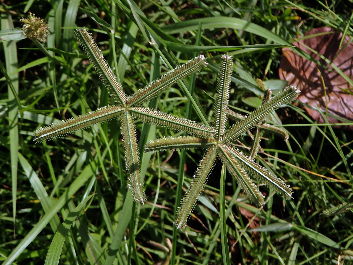 Hřebenatka egyptská (Dactyloctenium aegyptium (L.) Willd.)