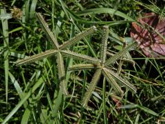 Hřebenatka egyptská (Dactyloctenium aegyptium (L.) Willd.)