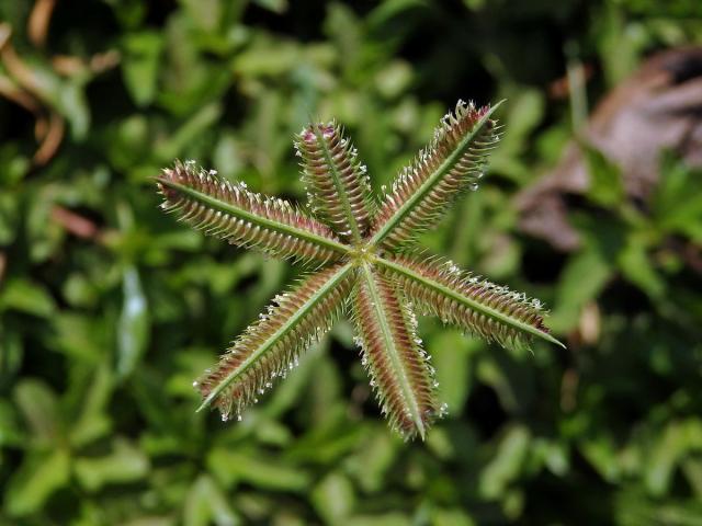 Hřebenatka egyptská (Dactyloctenium aegyptium (L.) Willd.)