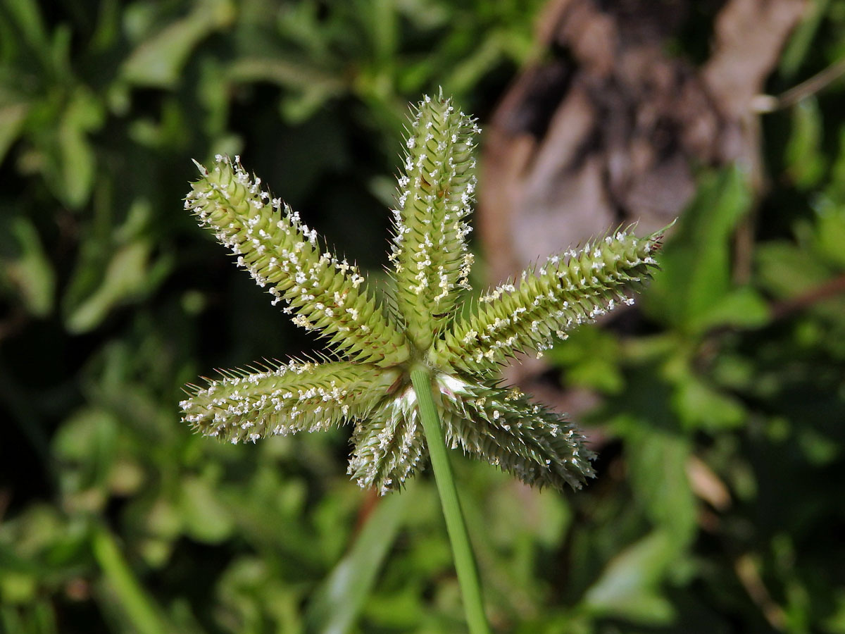 Hřebenatka egyptská (Dactyloctenium aegyptium (L.) Willd.)