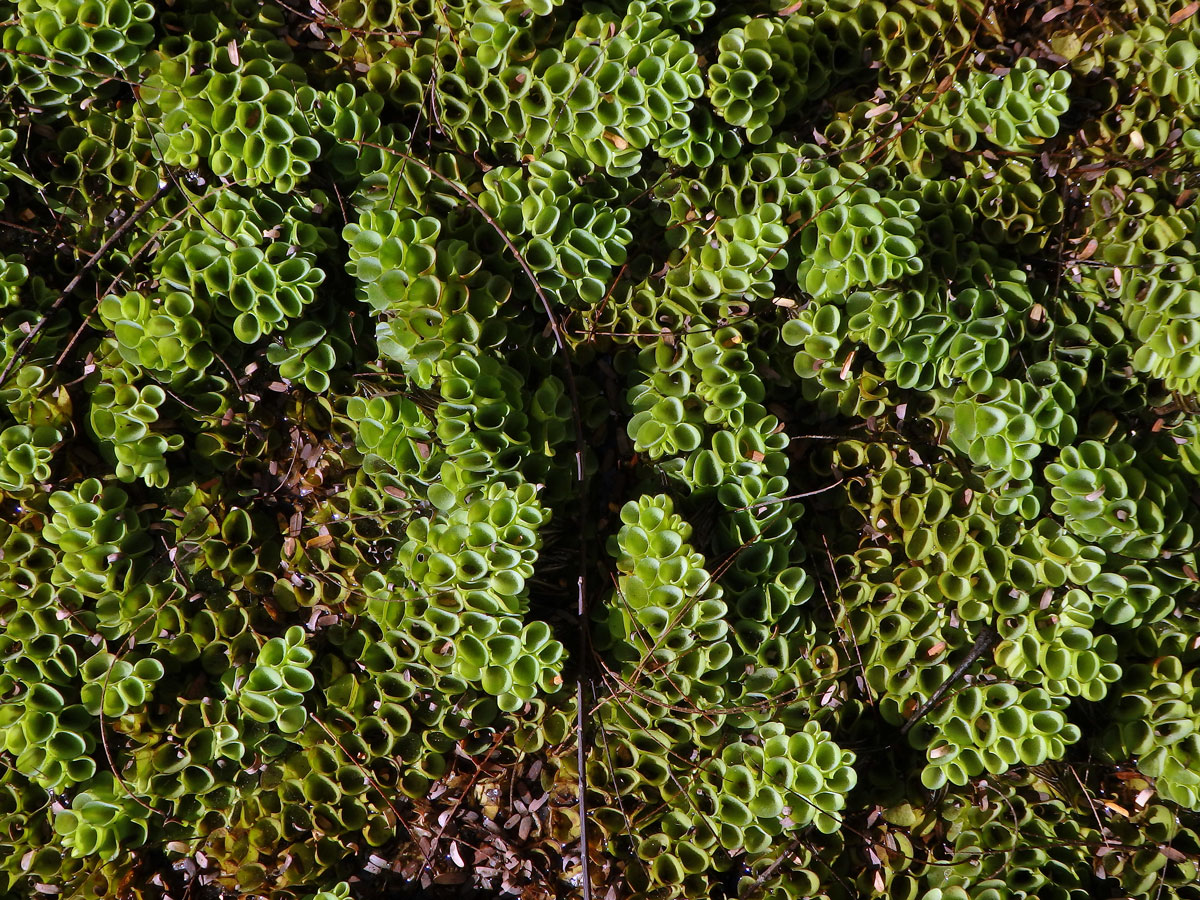 Nepukalka (Salvinia cucullata Roxb.)