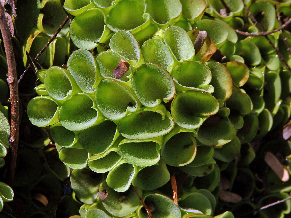 Nepukalka (Salvinia cucullata Roxb.)