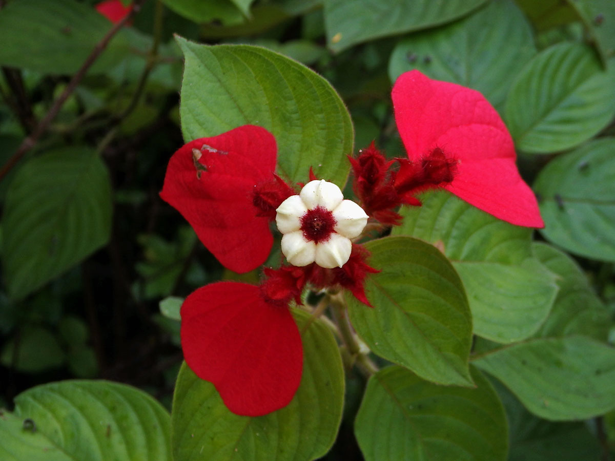 Mussaenda erythrophylla Schumach. & Thonn