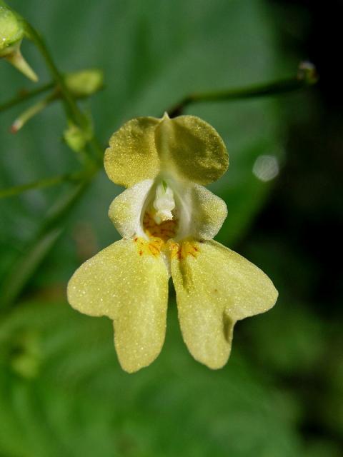 Netýkavka malokvětá (Impatiens parvoflora DC.)