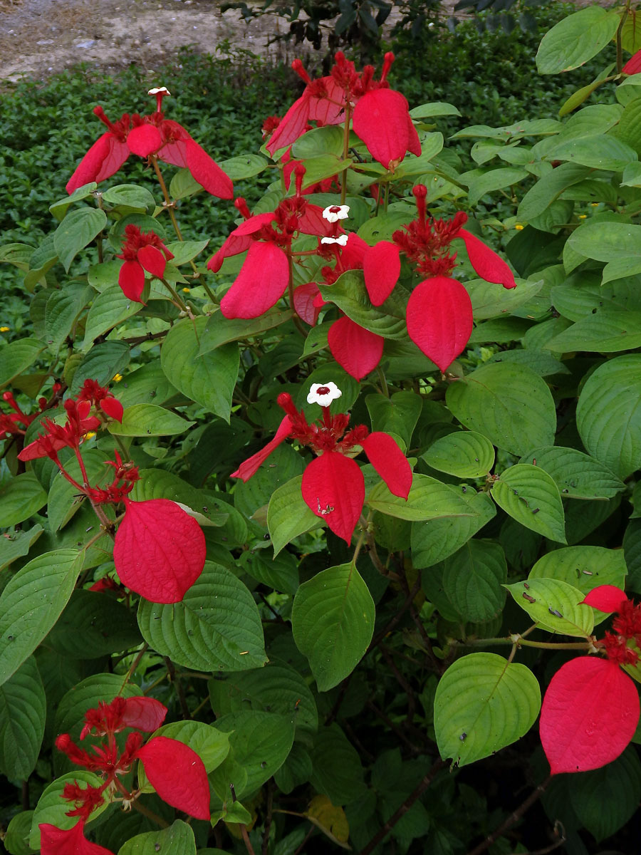 Mussaenda erythrophylla Schumach. & Thonn