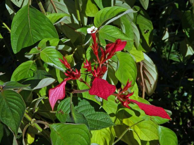 Mussaenda erythrophylla Schumach. & Thonn