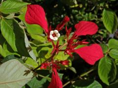 Mussaenda erythrophylla Schumach. & Thonn