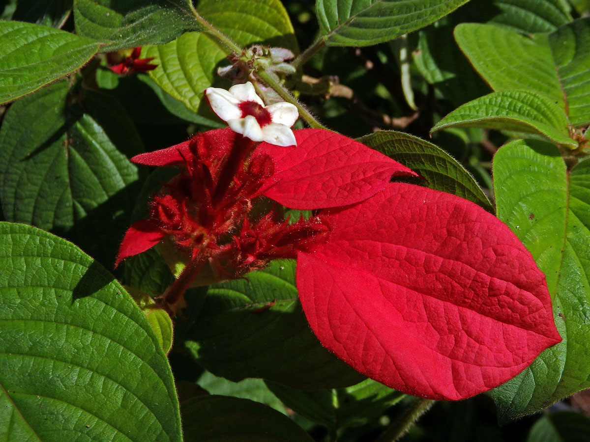 Mussaenda erythrophylla Schumach. & Thonn