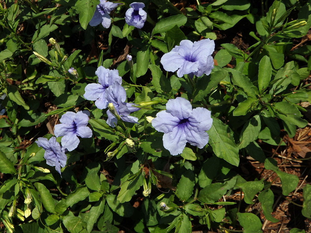 Ruellia tuberosa L.