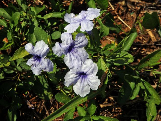 Ruellia tuberosa L.