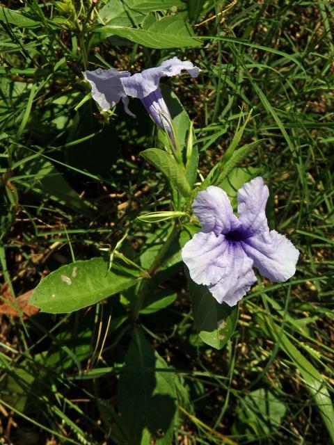 Ruellia tuberosa L.