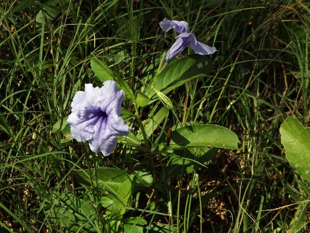 Ruellia tuberosa L.