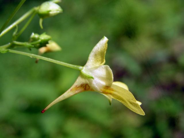 Netýkavka malokvětá (Impatiens parvoflora DC.)