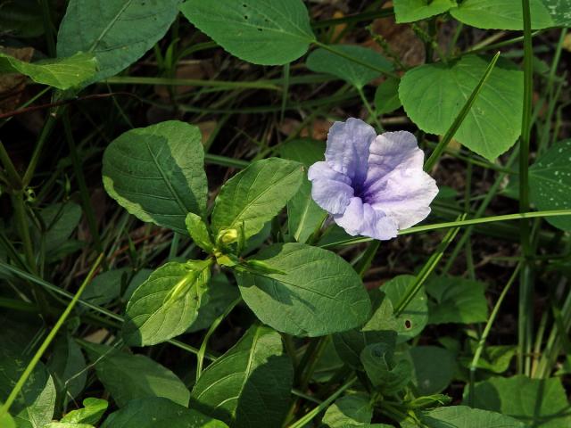 Ruellia tuberosa L.