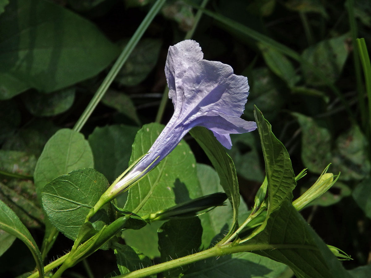 Ruellia tuberosa L.