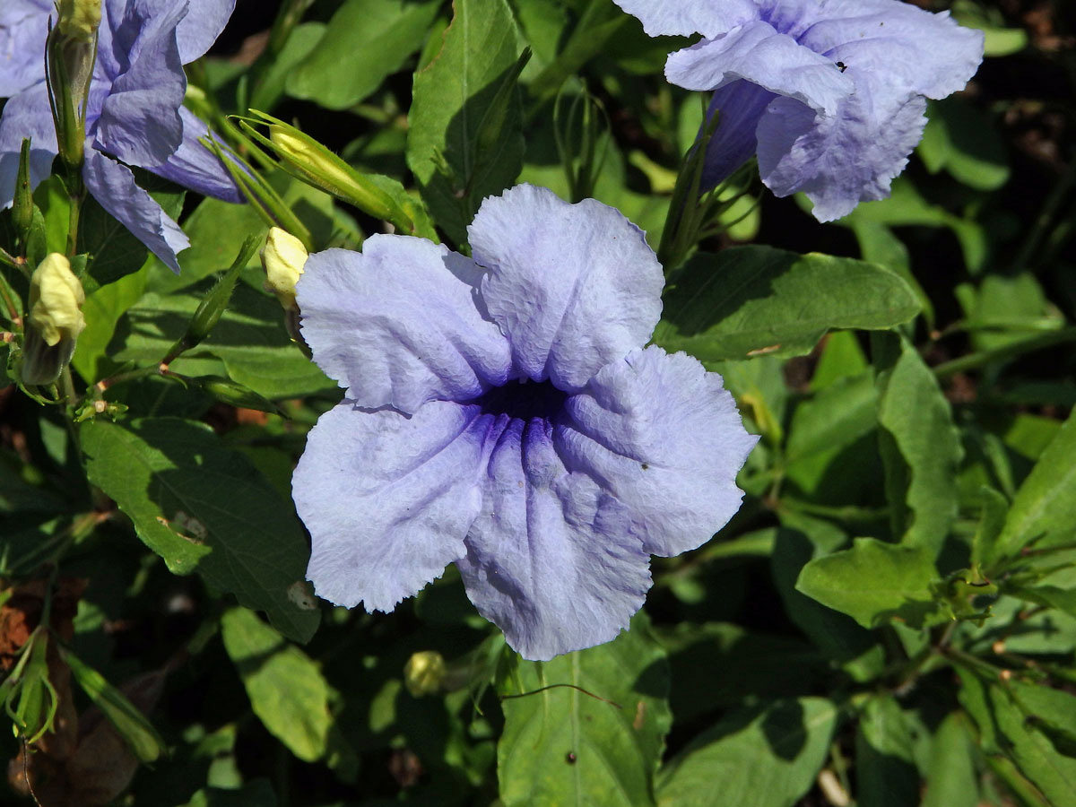 Ruellia tuberosa L.