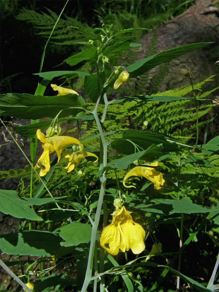 Netýkavka nedůtklivá (Impatiens noli-tangere L.)