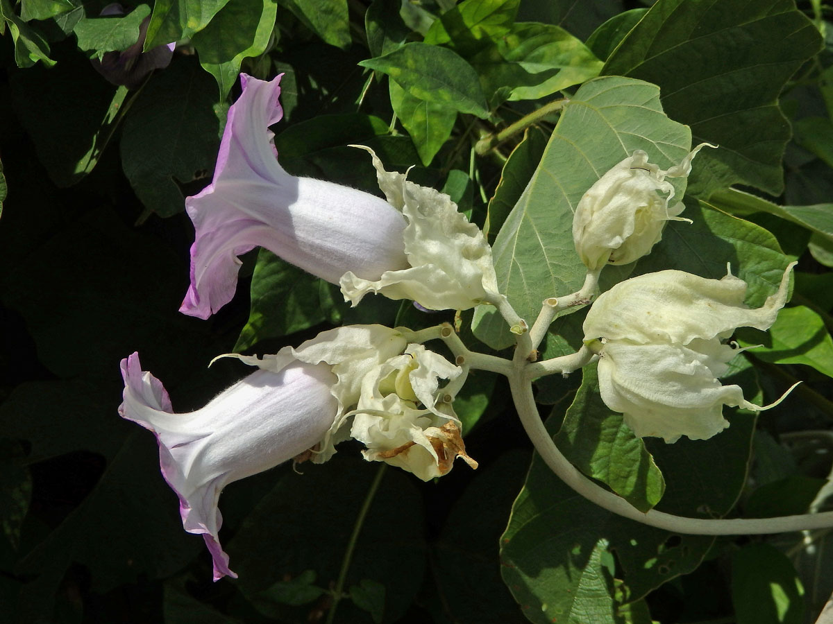 Argyreia nervosa (Burm. f.) Bojer