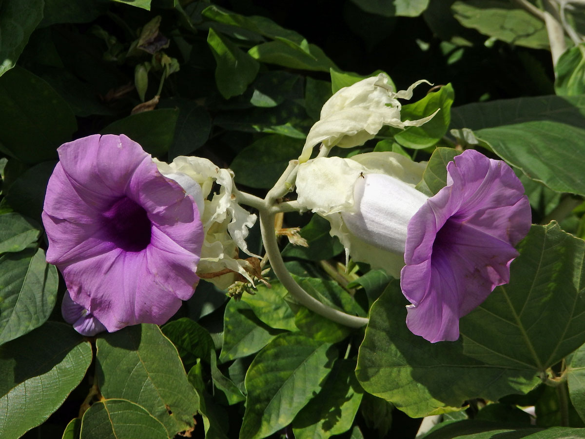 Argyreia nervosa (Burm. f.) Bojer