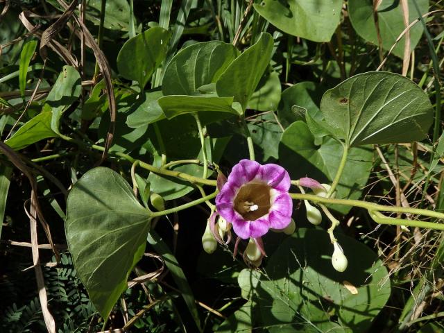 Argyreia mollis (N. L. Burman) Choisy