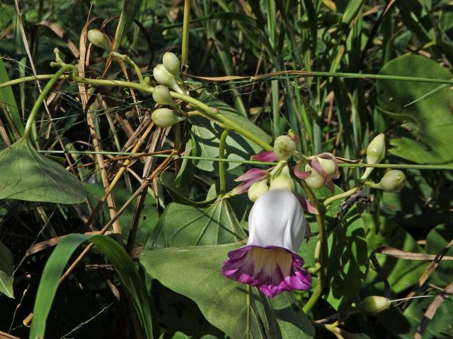 Argyreia mollis (N. L. Burman) Choisy