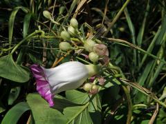 Argyreia mollis (N. L. Burman) Choisy
