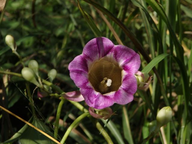 Argyreia mollis (N. L. Burman) Choisy