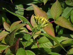 Zanice zimolezovitá (Diervilla lonicera Mill.)