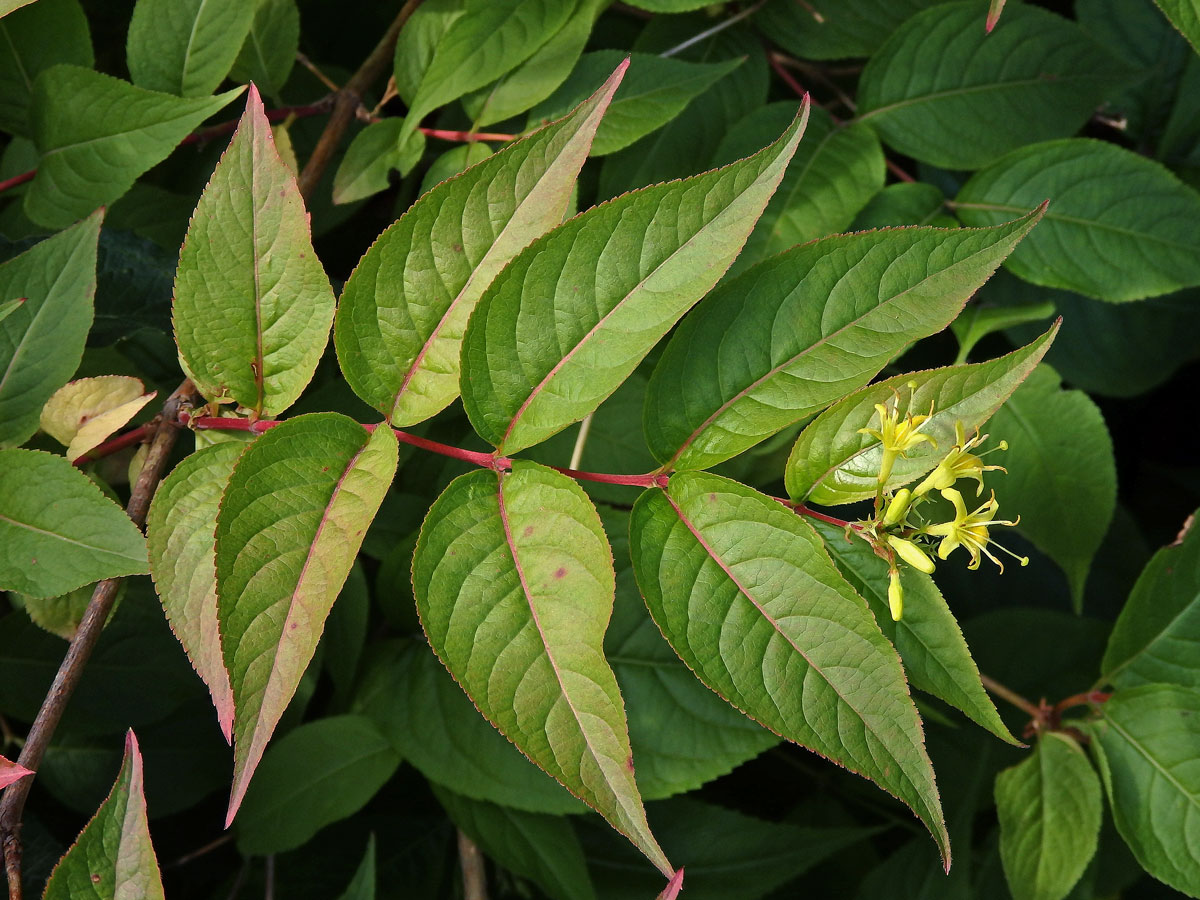 Zanice zimolezovitá (Diervilla lonicera Mill.)