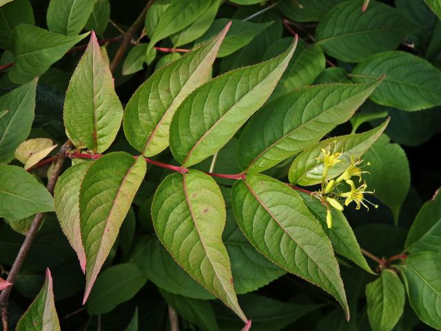 Zanice zimolezovitá (Diervilla lonicera Mill.)