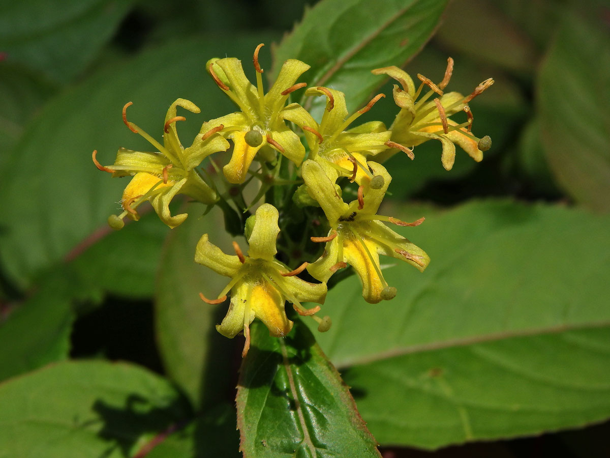 Zanice zimolezovitá (Diervilla lonicera Mill.)