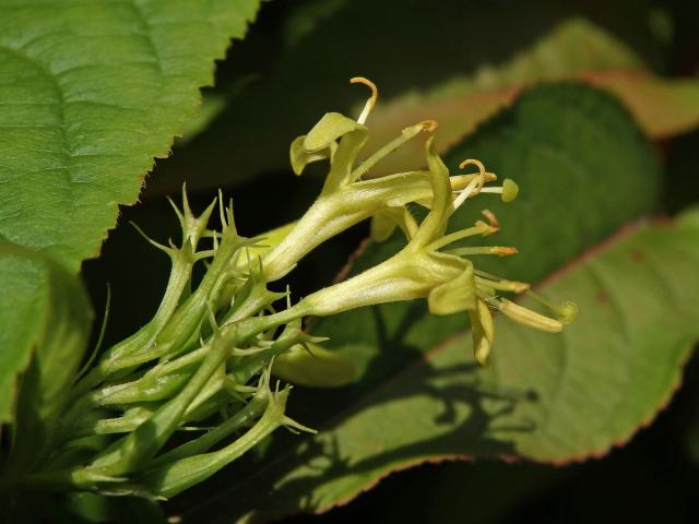 Zanice zimolezovitá (Diervilla lonicera Mill.)