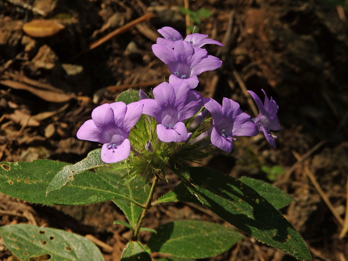 Barleria cristata L.