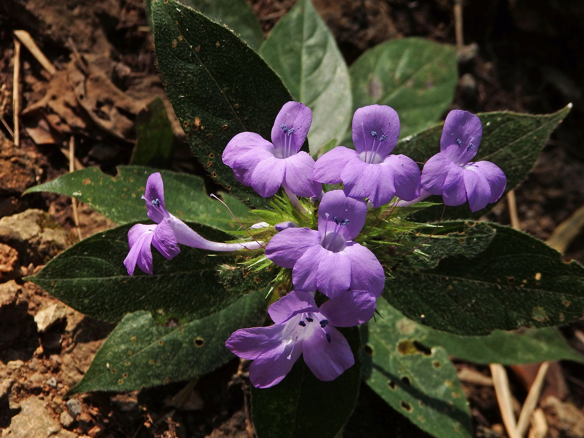 Barleria cristata L.