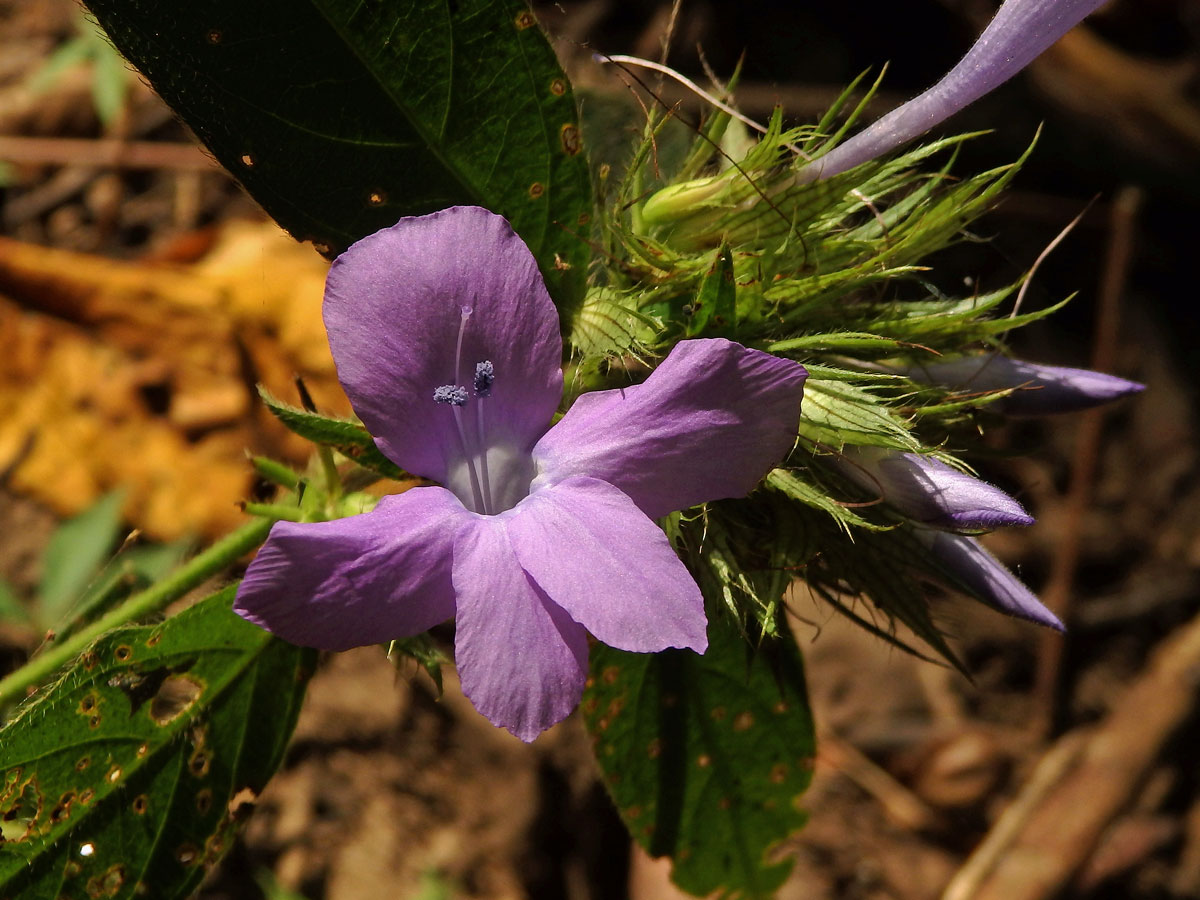 Barleria cristata L.