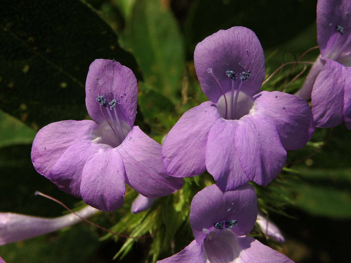 Barleria cristata L.