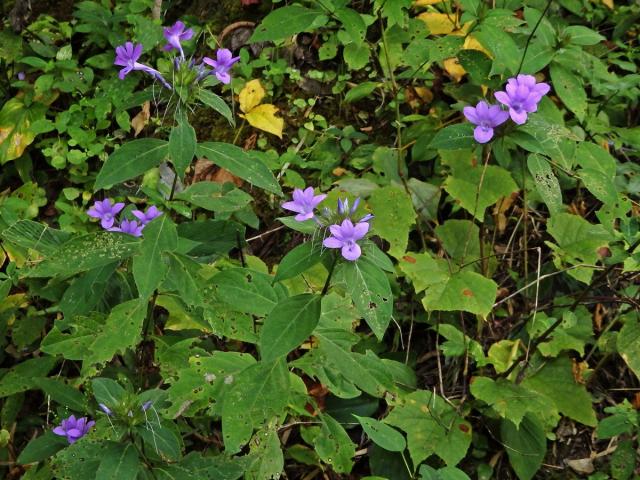 Barleria cristata L.