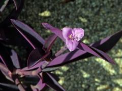 Tradescantia pallida (Rose) D. R. Hunt