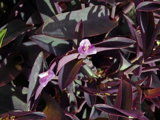 Tradescantia pallida (Rose) D. R. Hunt